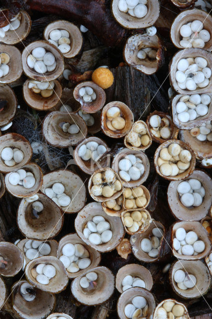 Geel nestzwammetje (Crucibulum crucibuliforme)