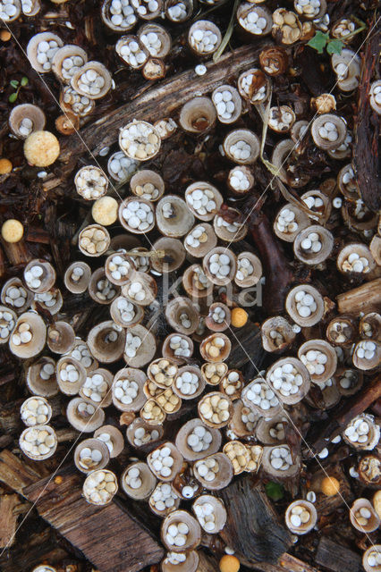 Crucibulum crucibuliforme