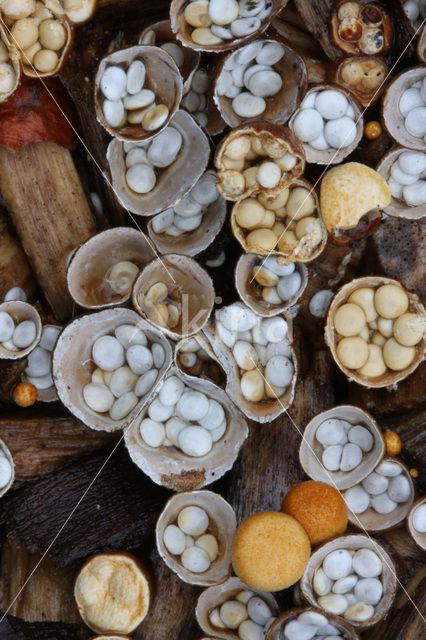 Crucibulum crucibuliforme