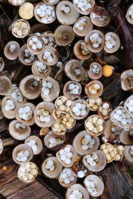 Geel nestzwammetje (Crucibulum crucibuliforme)