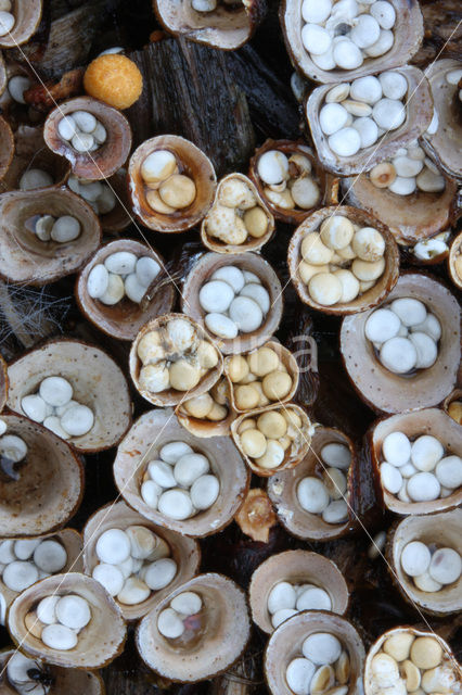 Geel nestzwammetje (Crucibulum crucibuliforme)