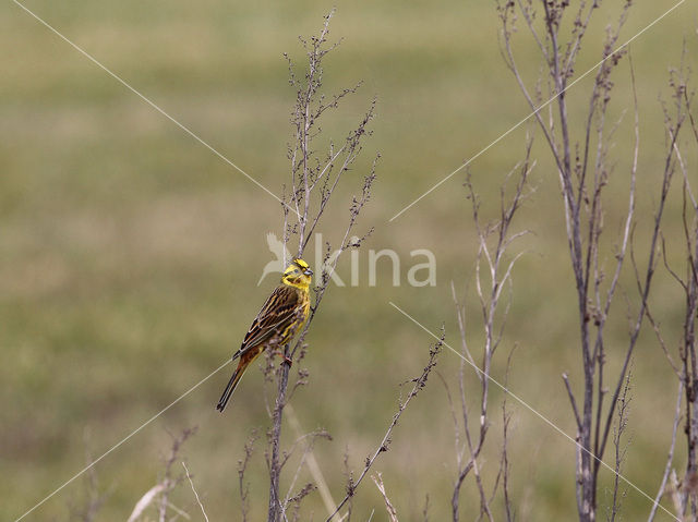 Yellowhammer (Emberiza citrinella)