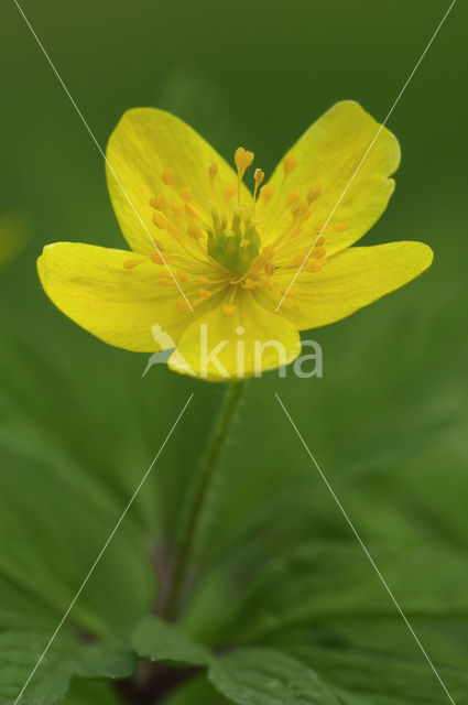 Yellow Anemone (Anemone ranunculoides)