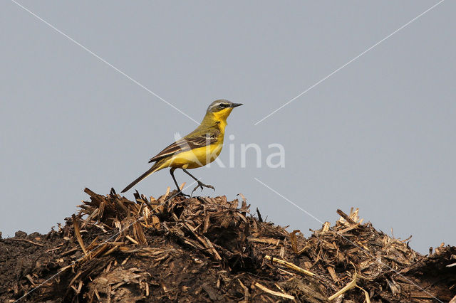 Yellow Wagtail (Motacilla flava)