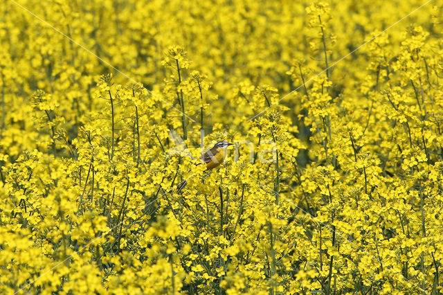 Yellow Wagtail (Motacilla flava)