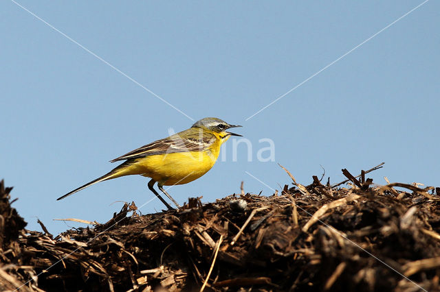 Yellow Wagtail (Motacilla flava)
