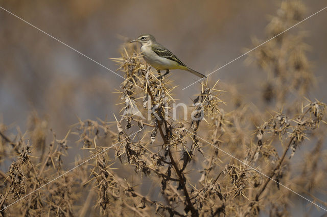 Gele Kwikstaart (Motacilla flava)