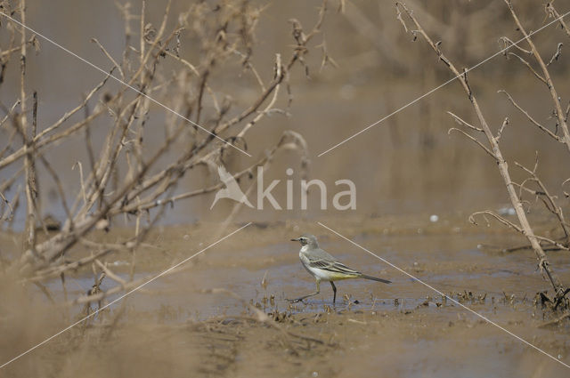 Gele Kwikstaart (Motacilla flava)