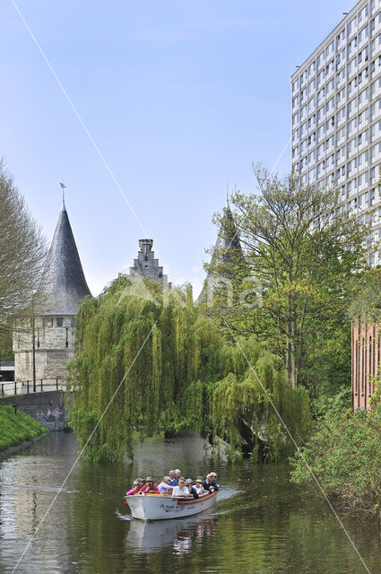 golden weeping willow (Salix x chrysocoma )