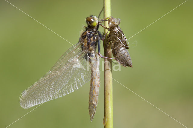 Gevlekte witsnuitlibel (Leucorrhinia pectoralis)