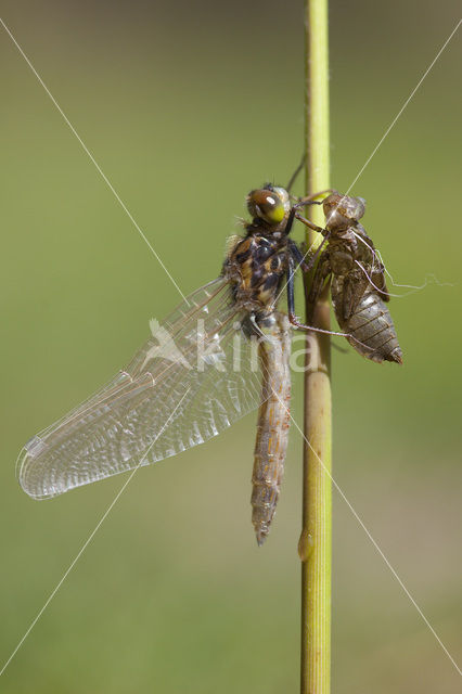 Gevlekte witsnuitlibel (Leucorrhinia pectoralis)