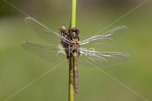 Large White-faced Darter (Leucorrhinia pectoralis)