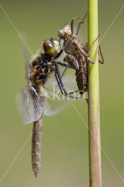 Gevlekte witsnuitlibel (Leucorrhinia pectoralis)