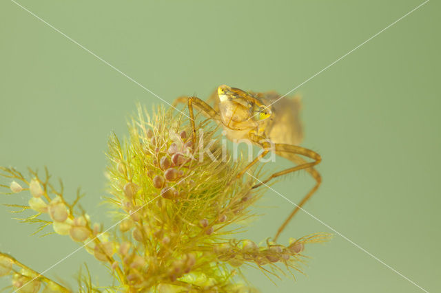 Gevlekte witsnuitlibel (Leucorrhinia pectoralis)