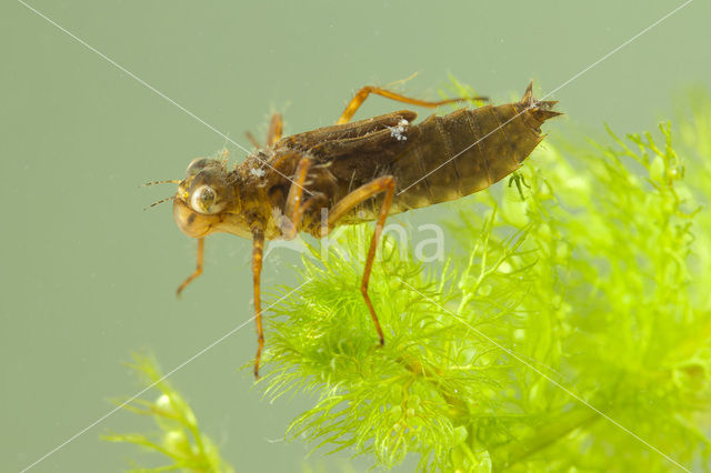 Gevlekte witsnuitlibel (Leucorrhinia pectoralis)