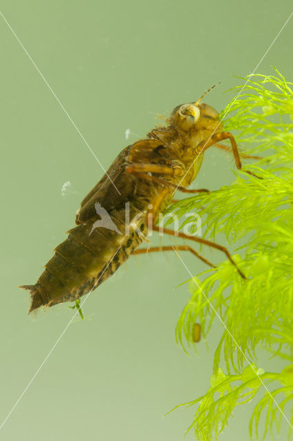 Gevlekte witsnuitlibel (Leucorrhinia pectoralis)