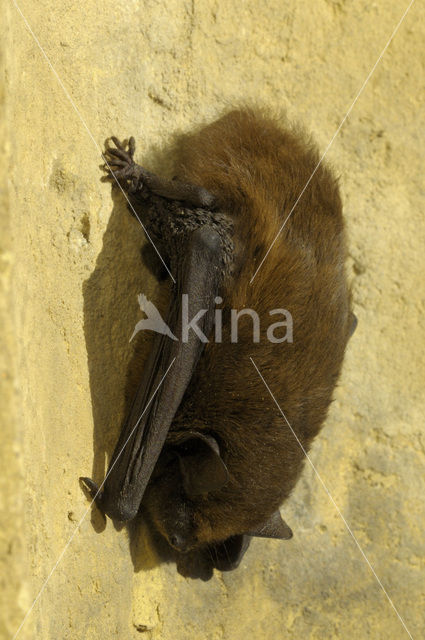 Gewone dwergvleermuis (Pipistrellus pipistrellus)