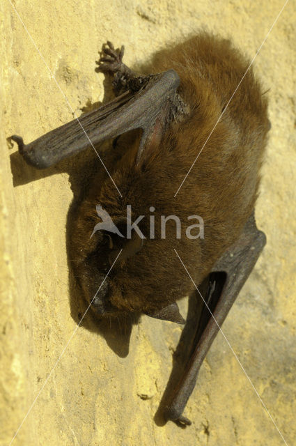 Common Pipistrelle (Pipistrellus pipistrellus)