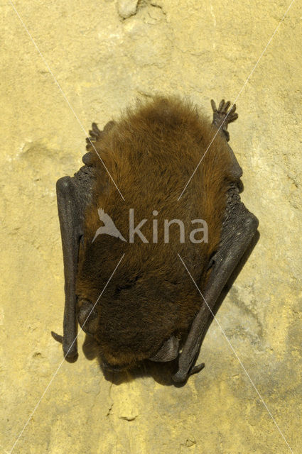 Gewone dwergvleermuis (Pipistrellus pipistrellus)