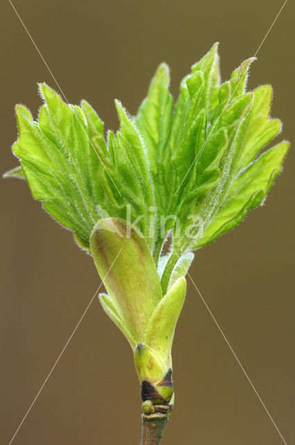Gewone esdoorn (Acer pseudoplatanus)