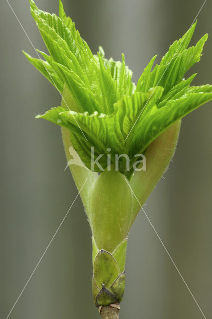 Sycamore (Acer pseudoplatanus)