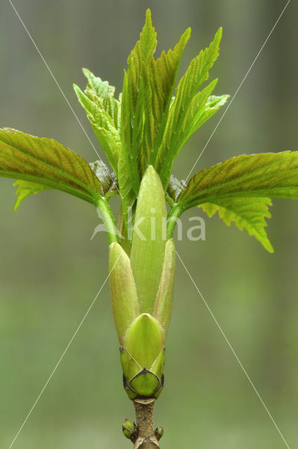 Gewone esdoorn (Acer pseudoplatanus)