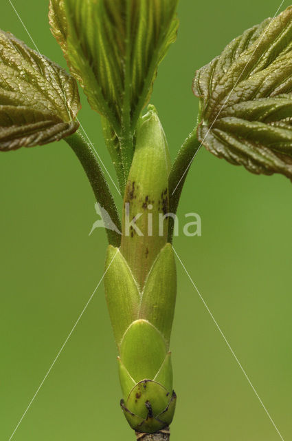 Gewone esdoorn (Acer pseudoplatanus)