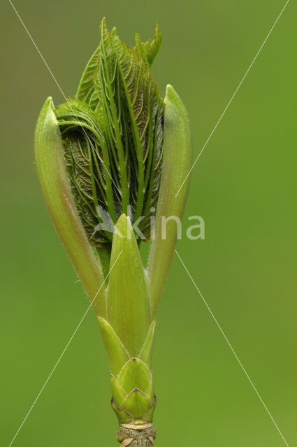 Gewone esdoorn (Acer pseudoplatanus)