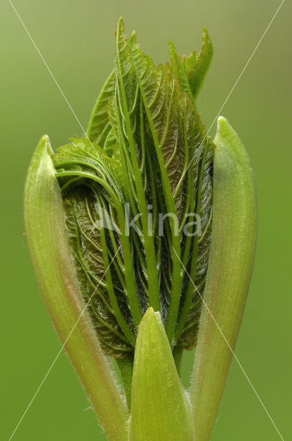 Gewone esdoorn (Acer pseudoplatanus)