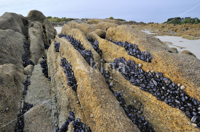 Common mussel (Mytilus edulis)