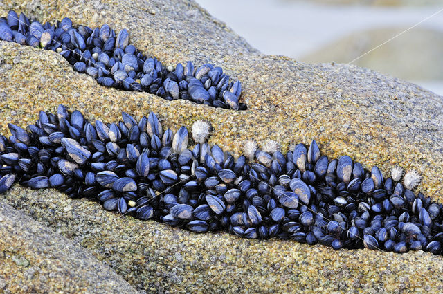 Common mussel (Mytilus edulis)