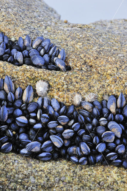 Common mussel (Mytilus edulis)