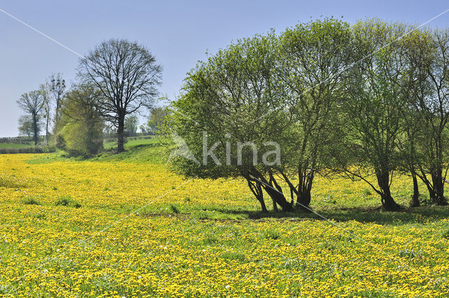 Common Dandelion (Taraxacum officinale)