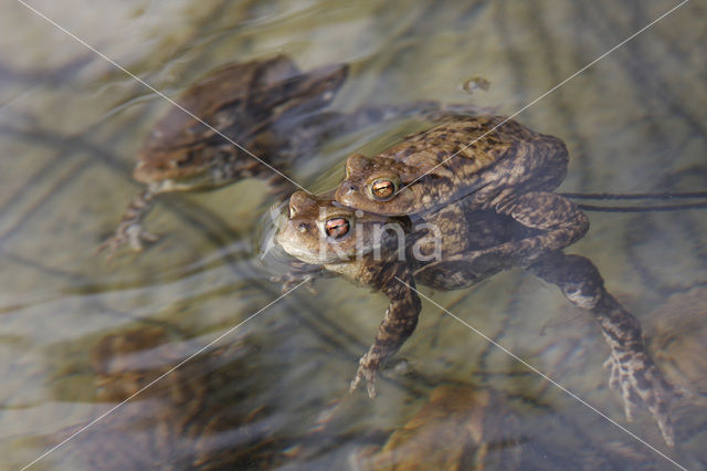 Gewone pad (Bufo bufo)