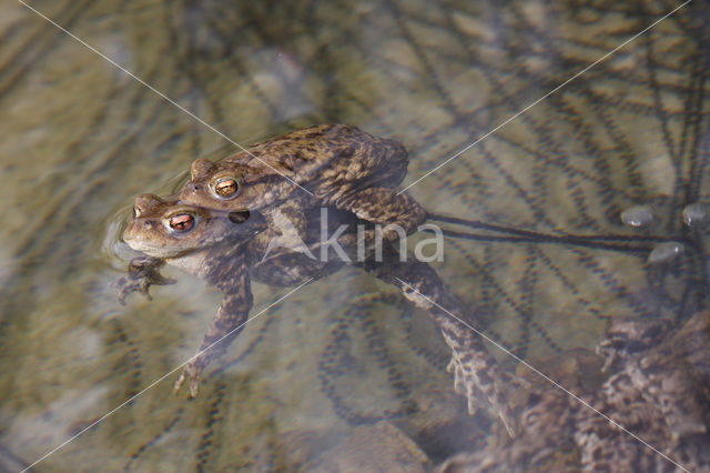 Gewone pad (Bufo bufo)