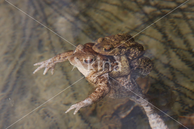 Gewone pad (Bufo bufo)