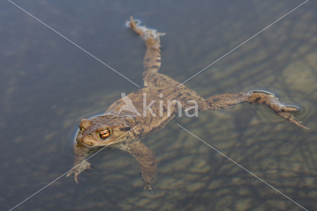 Gewone pad (Bufo bufo)