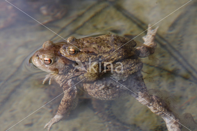 Gewone pad (Bufo bufo)