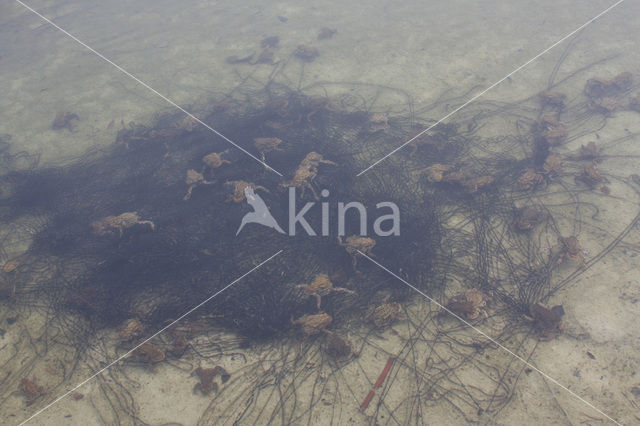 Common Toad (Bufo bufo)