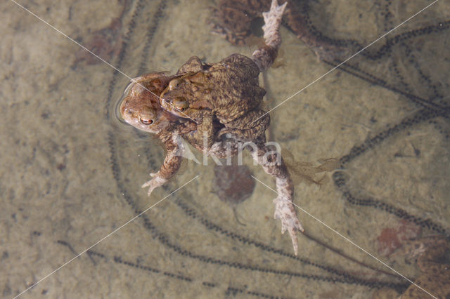 Gewone pad (Bufo bufo)