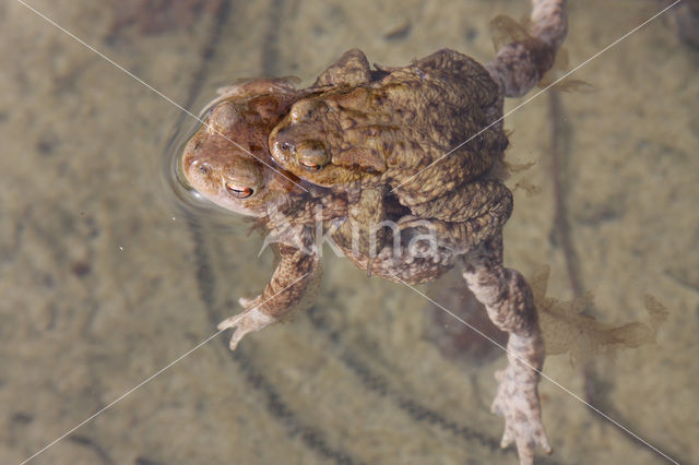 Gewone pad (Bufo bufo)