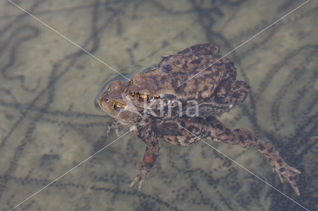 Gewone pad (Bufo bufo)