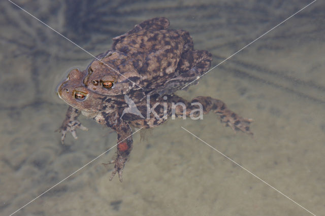 Gewone pad (Bufo bufo)