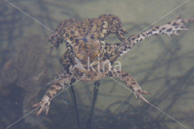 Common Toad (Bufo bufo)