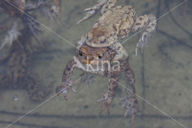 Gewone pad (Bufo bufo)