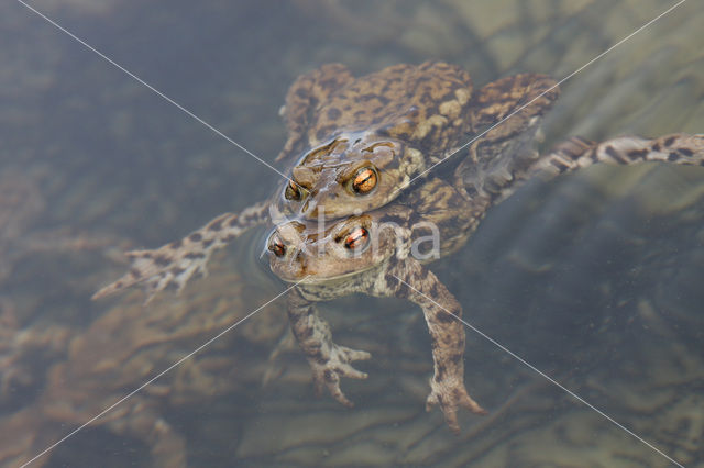 Gewone pad (Bufo bufo)