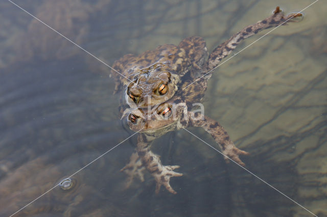 Gewone pad (Bufo bufo)