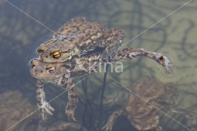 Gewone pad (Bufo bufo)