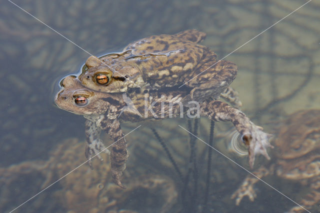 Gewone pad (Bufo bufo)