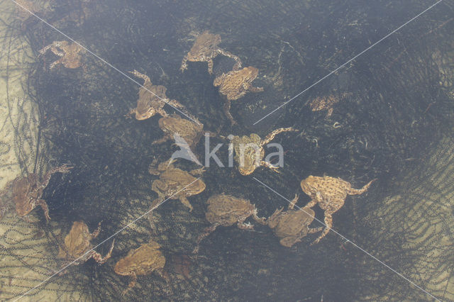 Common Toad (Bufo bufo)